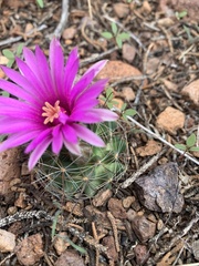 Mammillaria wrightii wrightii