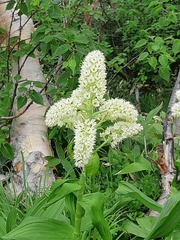 Veratrum stamineum