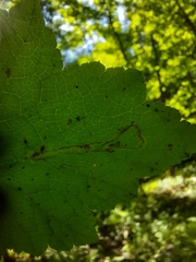 Phytomyza tigris