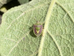 Antheminia eurynota