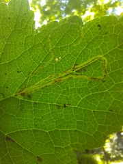 Phytomyza tigris