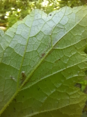 Phytomyza tigris