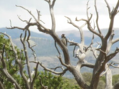 Dryobates villosus orius