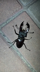 Lucanus cervus
