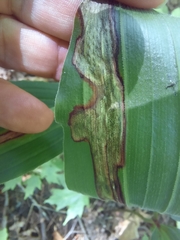 Synchysa tricincta