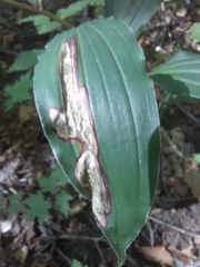 Synchysa tricincta
