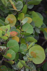 Coccoloba uvifera