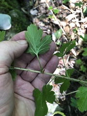 Ribes echinellum