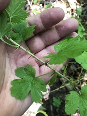 Ribes echinellum