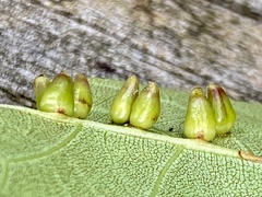 Caryomyia ovalis