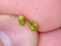 Caryomyia ovalis