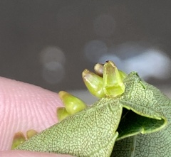 Caryomyia ovalis
