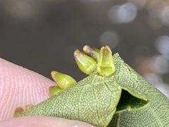 Caryomyia ovalis