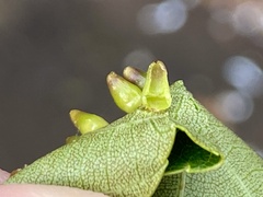 Caryomyia ovalis