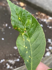 Caryomyia ovalis