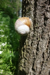 Helix pomatia