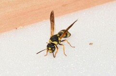 Parodontodynerus ephippium