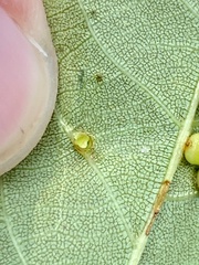 Caryomyia ovalis