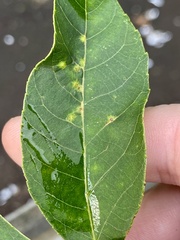 Caryomyia ovalis