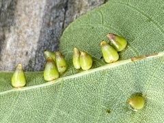 Caryomyia ovalis