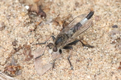 Efferia albibarbis