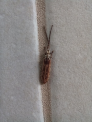 Tenomerga leucophaea