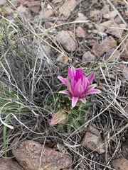 Mammillaria wrightii wrightii
