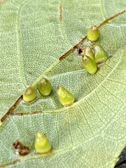 Caryomyia ovalis