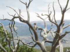 Dryobates villosus orius