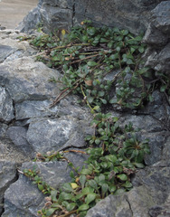 Samolus repens repens