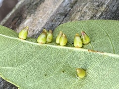 Caryomyia ovalis