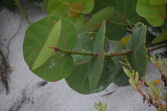 Coccoloba uvifera