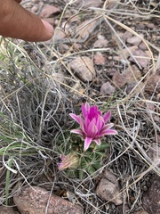 Mammillaria wrightii wrightii