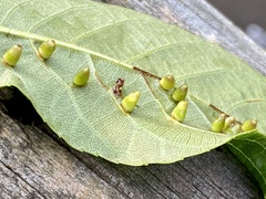Caryomyia ovalis