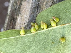 Caryomyia ovalis