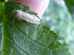 Blastobasis lacticolella