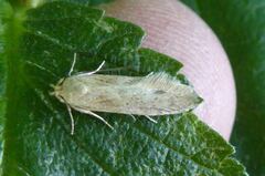 Blastobasis lacticolella