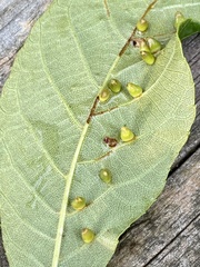 Caryomyia ovalis