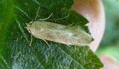 Blastobasis lacticolella