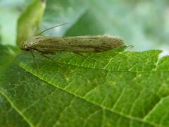 Blastobasis lacticolella