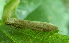 Blastobasis lacticolella