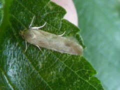 Blastobasis lacticolella