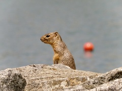 Notocitellus annulatus