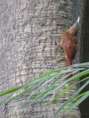 Xiphorhynchus elegans