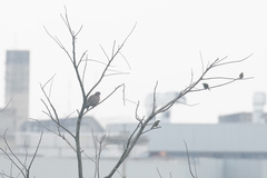 Patagioenas picazuro