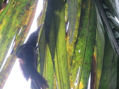 Xiphorhynchus elegans