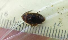 Platambus maculatus