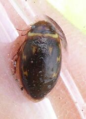 Platambus maculatus