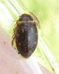 Platambus maculatus