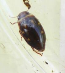 Platambus maculatus